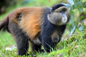 5-Day Gorilla and Golden Monkey Trekking Rwanda