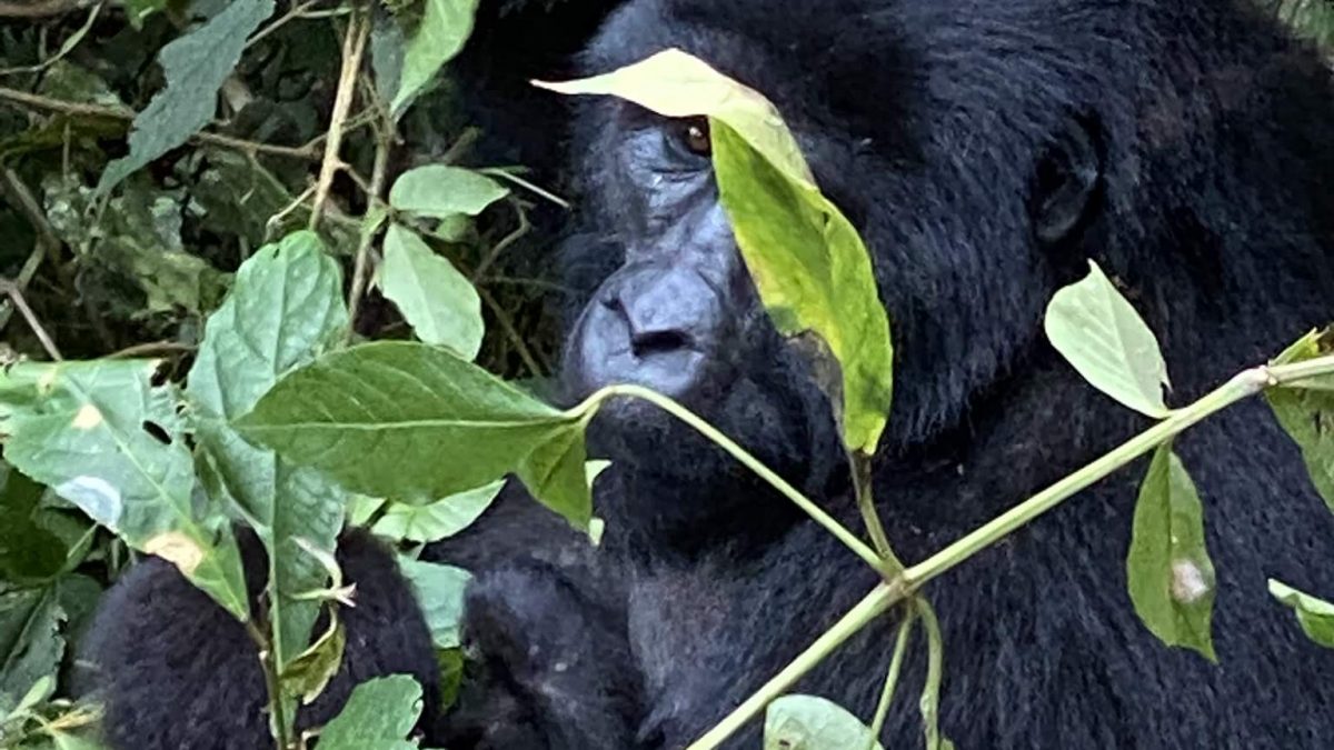 Primate safaris in Uganda