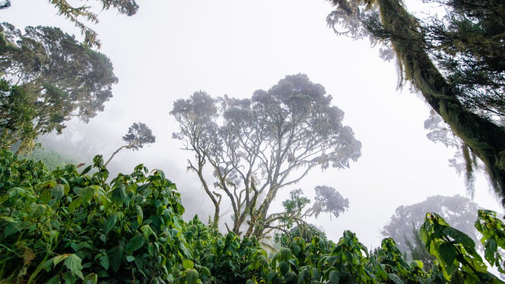Vegetations of Rwenzori Mountains