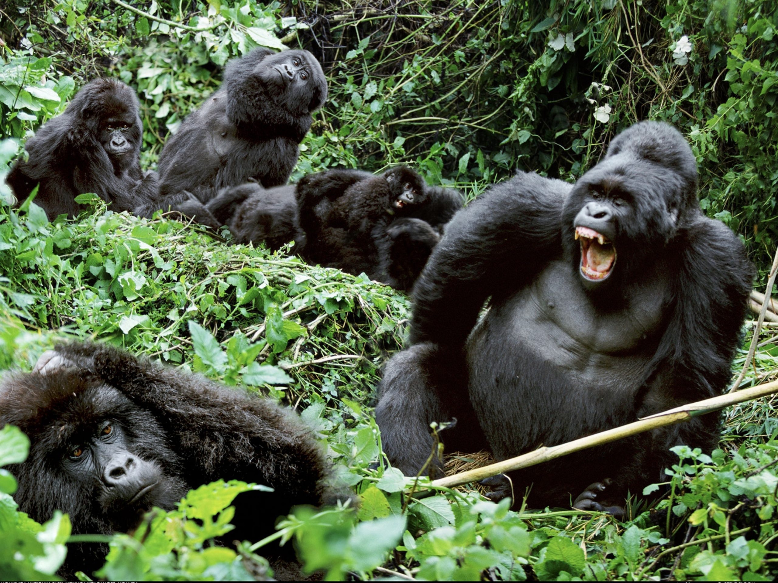 gorilla permits