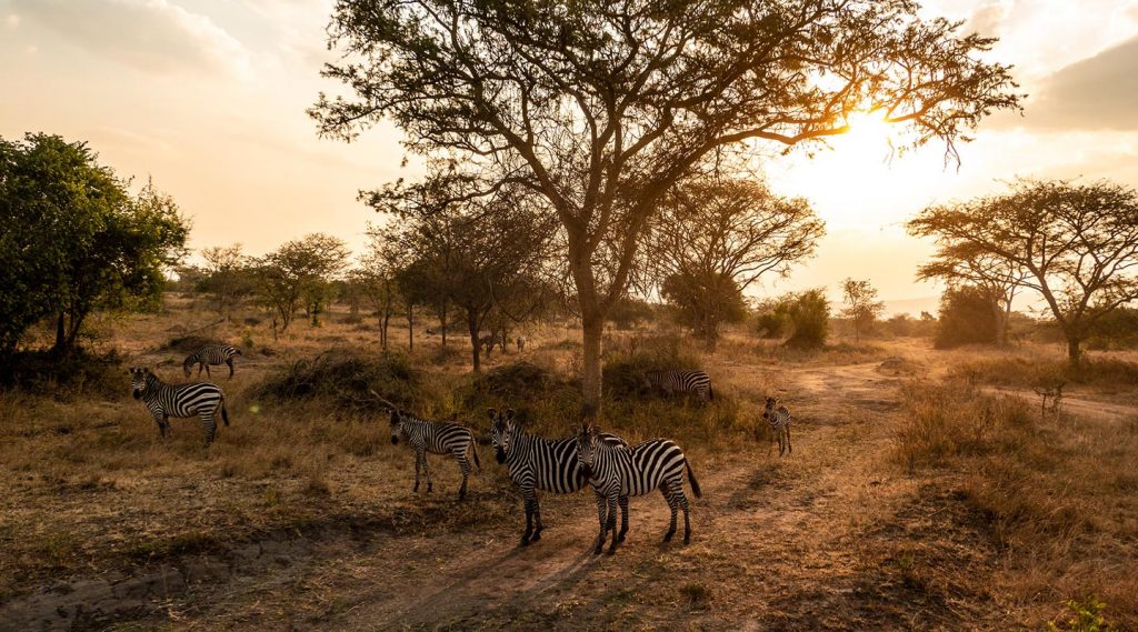 Uganda tour safari - How much does African safari cost