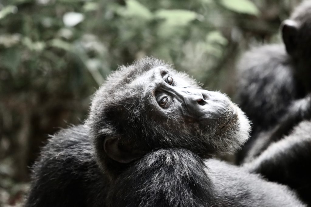 chimpanzee and gorillas safari tour Uganda