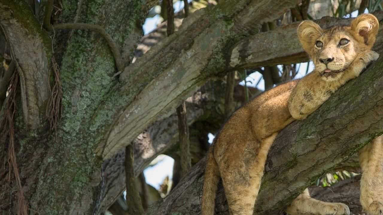Queen Elizabeth National Park - Tree Climbing lion