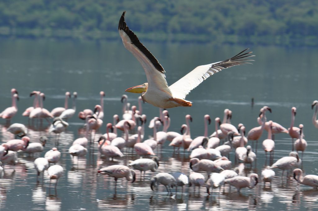 Lake-Nakuru-National-Park-safari
