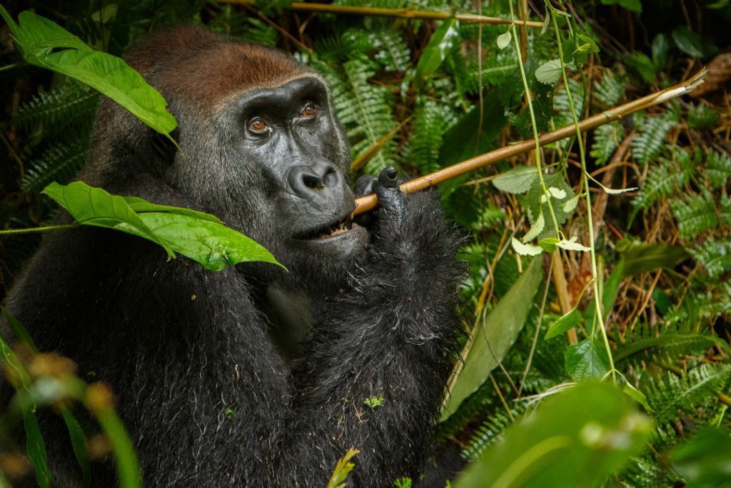 photo of a lowland gorilla in Virunga National Park