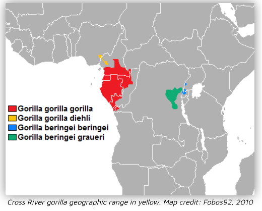 Gorillas-in-the-wild-Laba-africa-expeditions