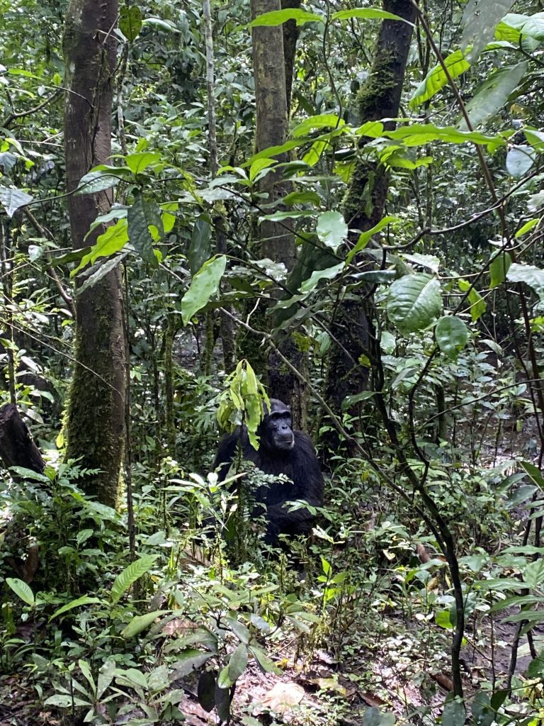 Chimpanzee trekking in Kyambura Gorge Queen Elizabeth National Park