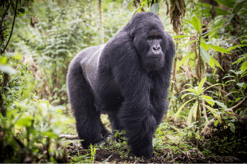 Eastern-lowland-gorillas-in-the-wild