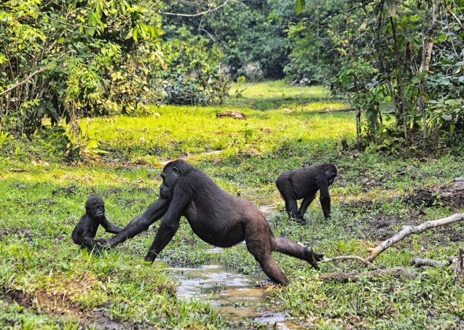 gorillas in Central African Republic
