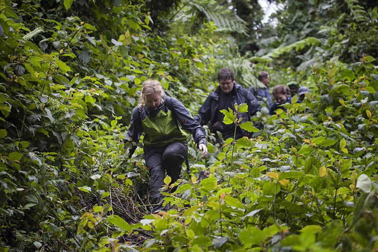 How safe is Gorilla Trekking in Uganda