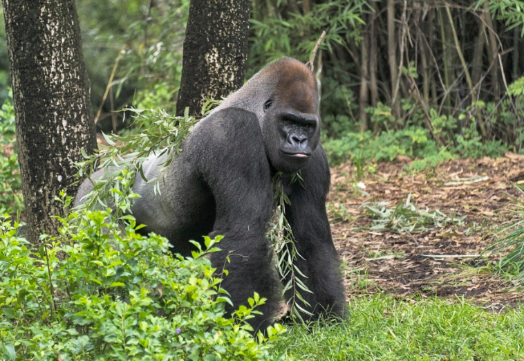 western-lowland-gorillas-in-the-wild