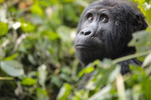 Primate Species in Uganda