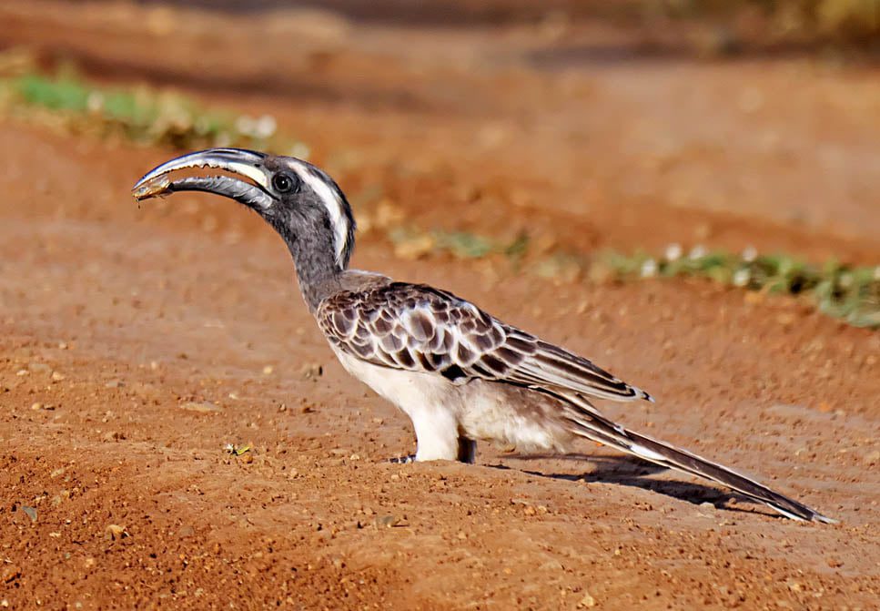 African-grey-hornbill