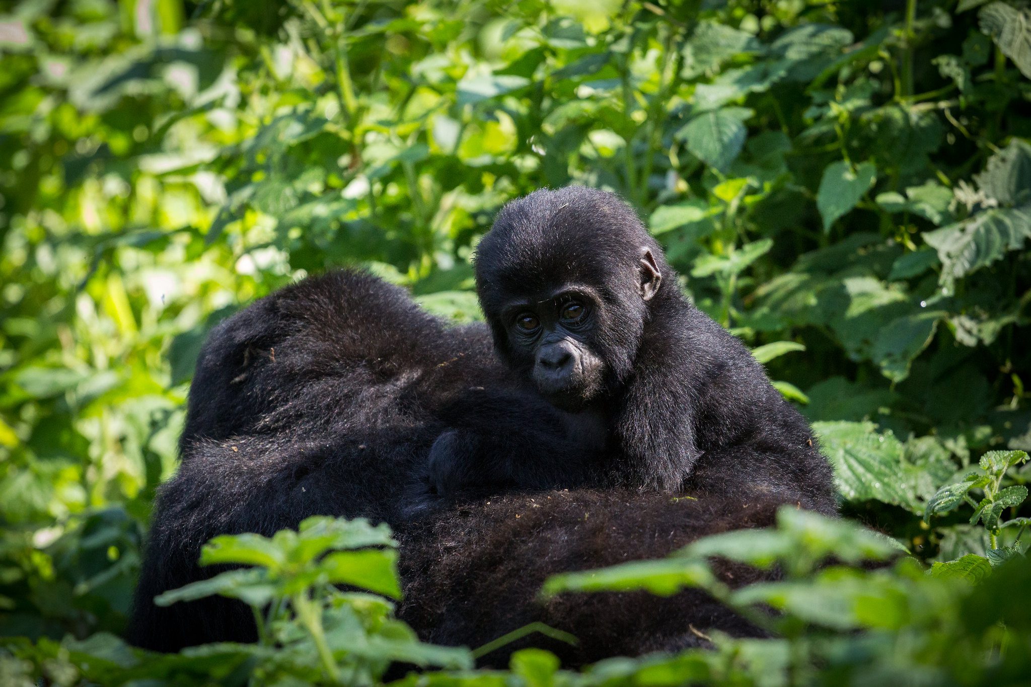 Is Gorilla Trekking better in Uganda or Rwanda