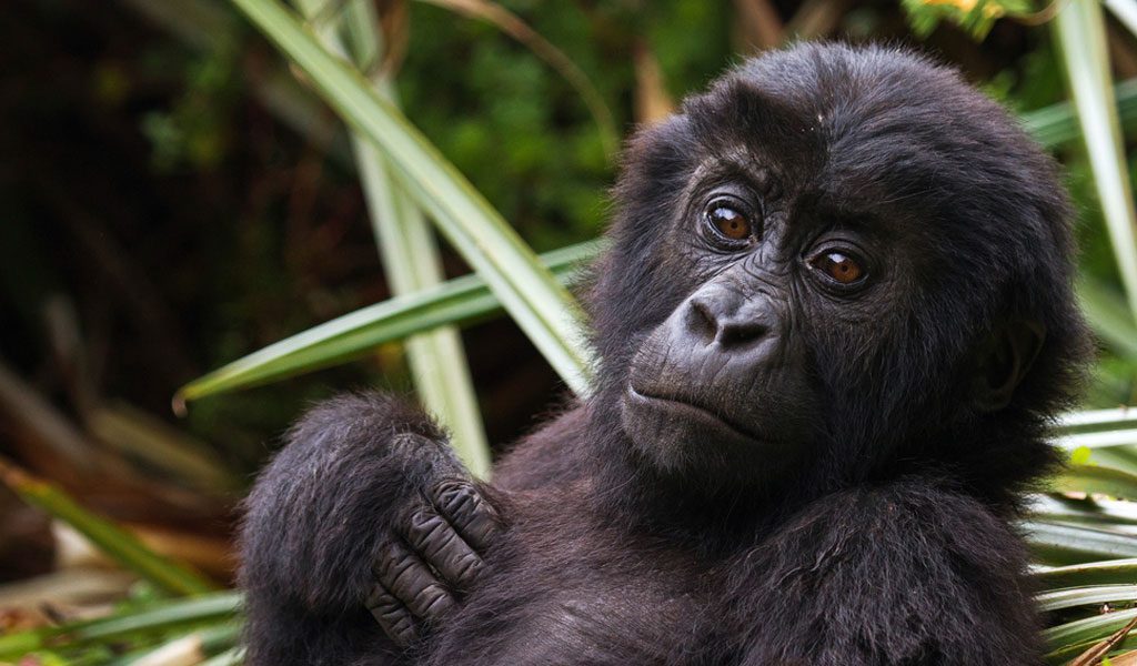 trek avec les gorilles en Ouganda