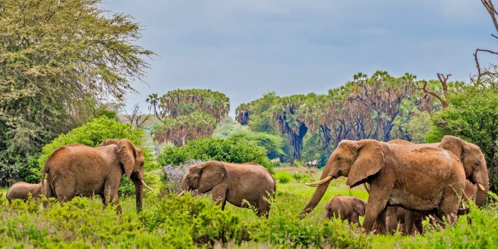 Samburu nature reserve