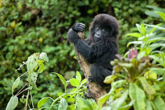 Is Gorilla Trekking better in Uganda or Rwanda
