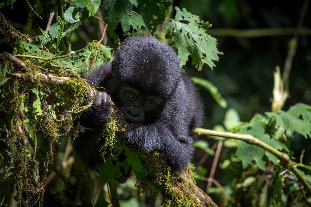 5-Day Gorilla and Golden Monkey Trekking Rwanda