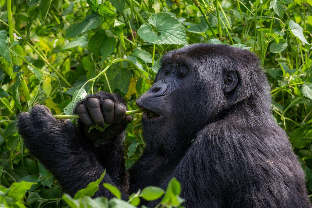 Where can you go gorilla trekking?