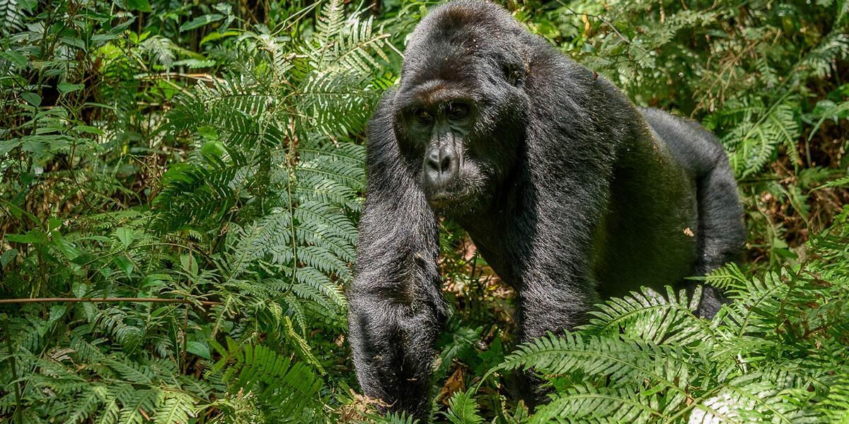 4 Days Congo Gorillas and Nyiragongo Hike