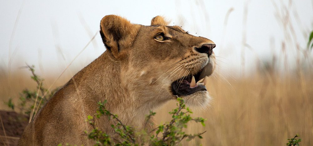 6-Day Kenya Safari