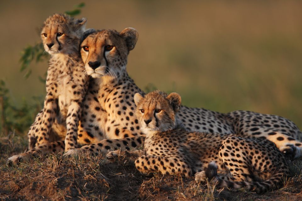 10 Days Tanzania Wildlife encounter