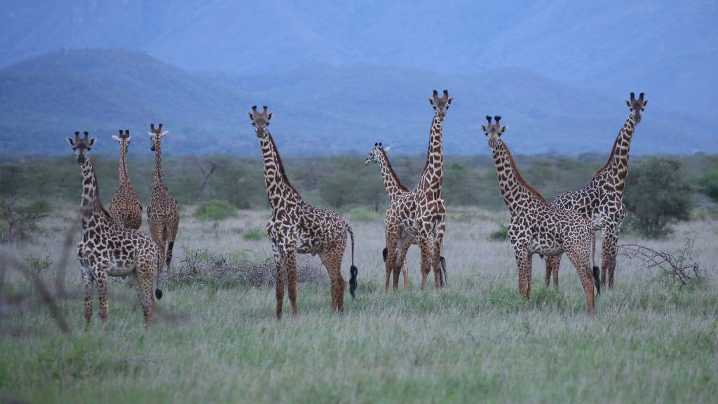12 days Rwanda safari tour