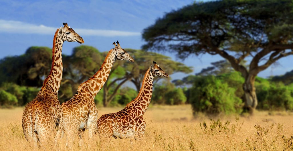 8 Days classic Safari to Tanzania