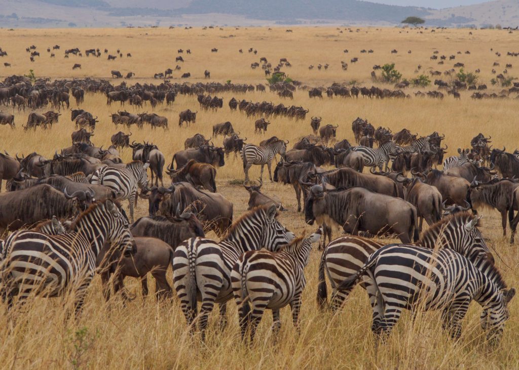 8 Days classic Safari to Tanzania