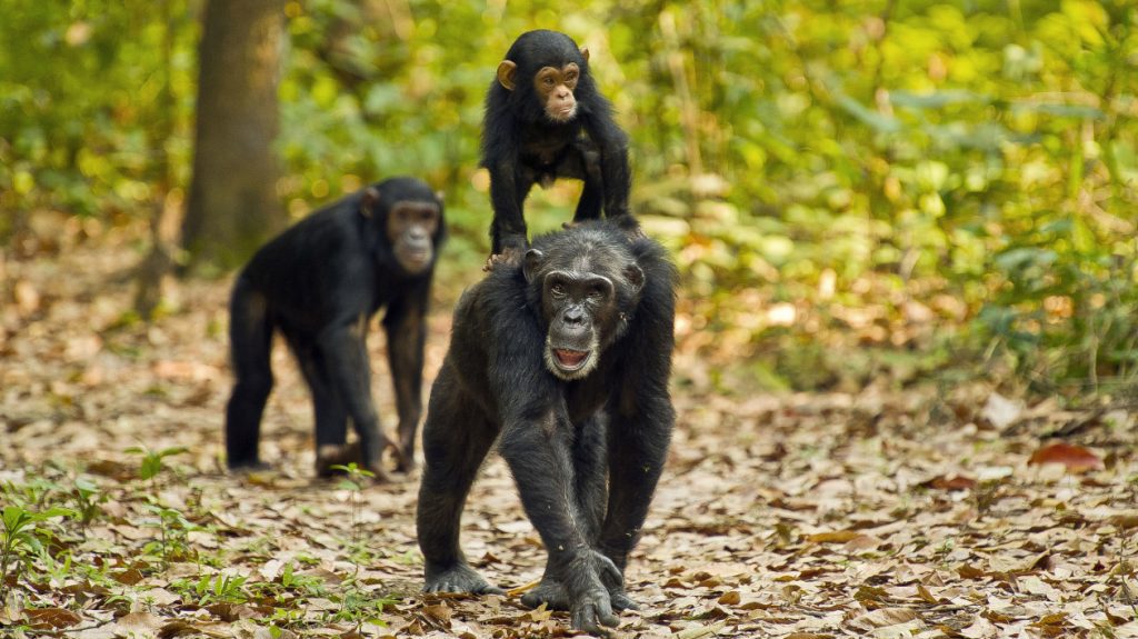 5 Days Gorillas and Chimpanzee Safari