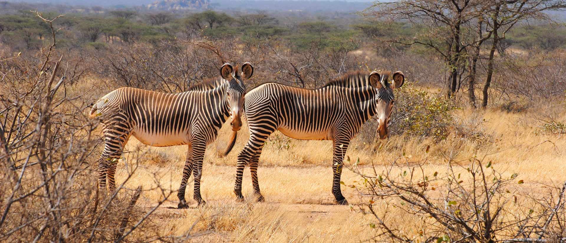 3-Day Samburu Nature Reserve Safari