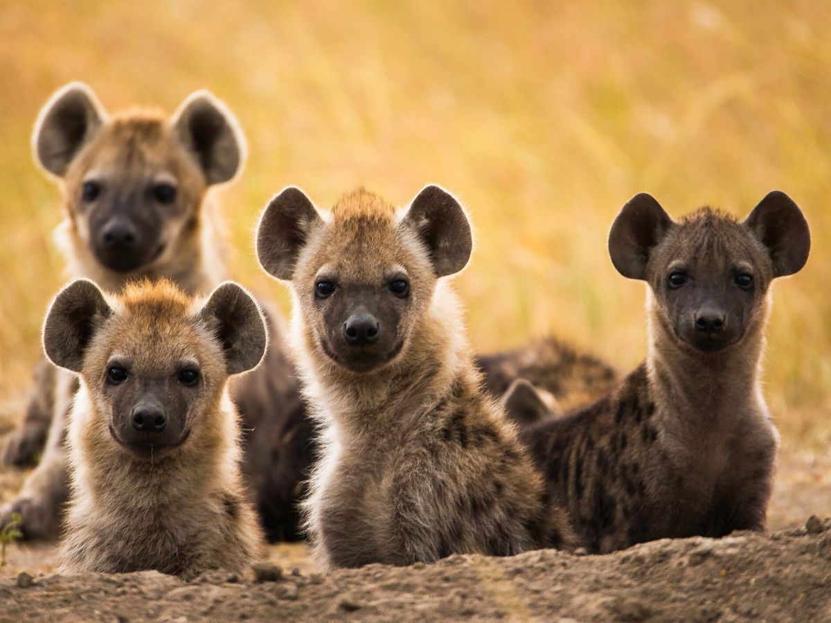 safari en tanzanie hyena