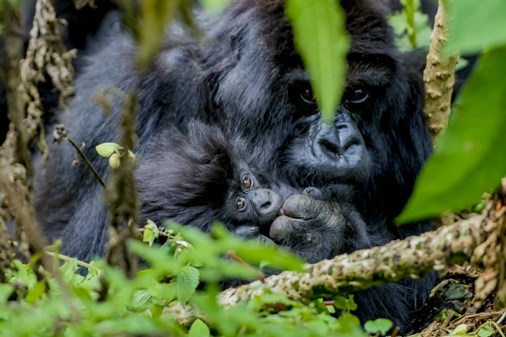 What is the Cost of Gorilla Trekking in Uganda?