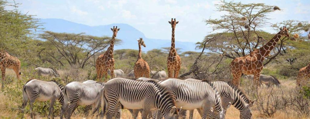 5 Days Samburu National Reserve Ol Pejeta Conservancy