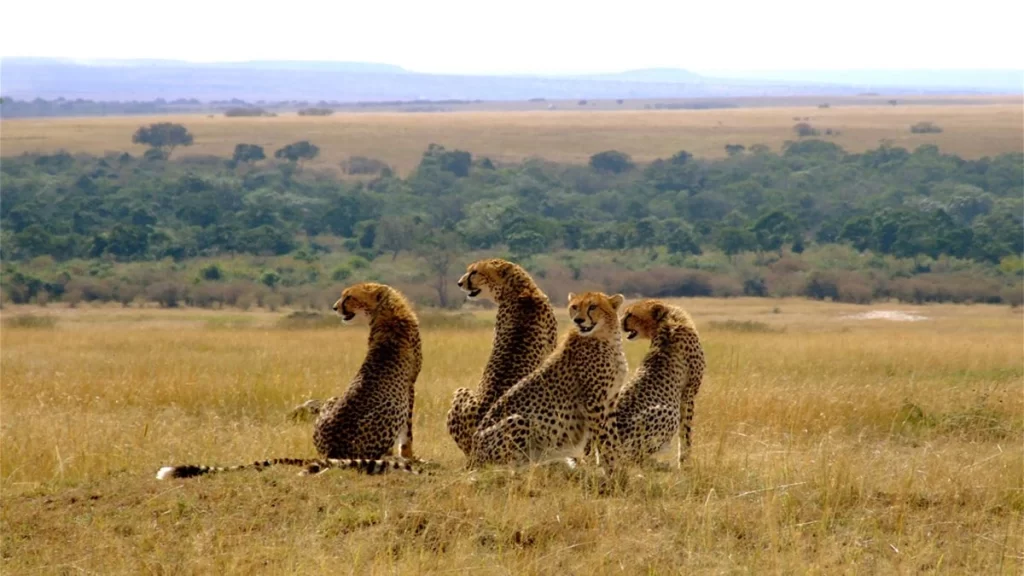 Die besten Safari-Aktivitäten in Uganda