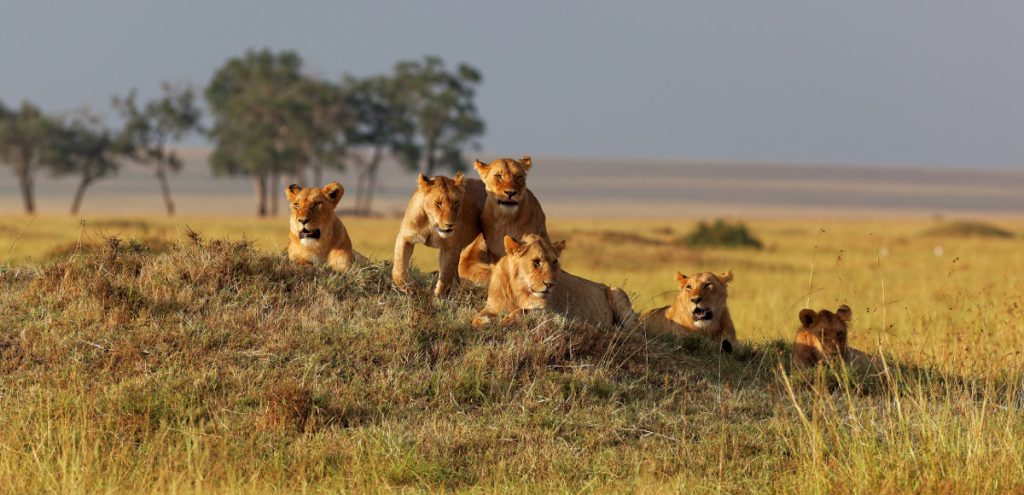 10 Reasons to Go for An African safari