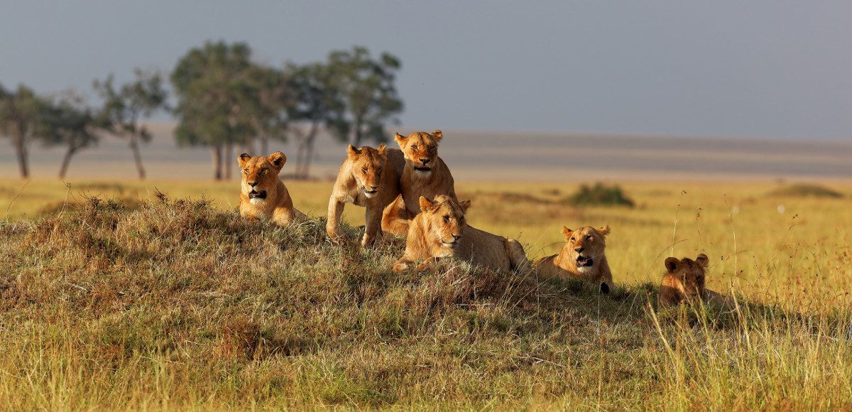 10 Reasons to Go for An African safari