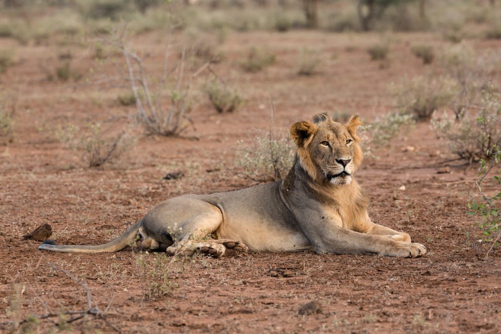 kenia safari selbstfahrer