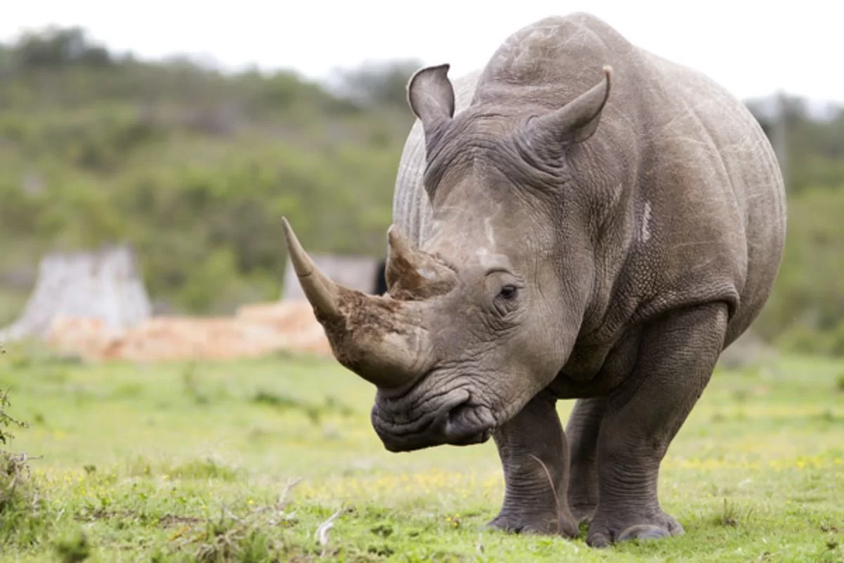 10 Reasons to Go for An African safari- Animaux du safari au Kenya