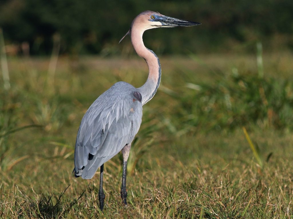 goliath-heron-birds-in-uganda