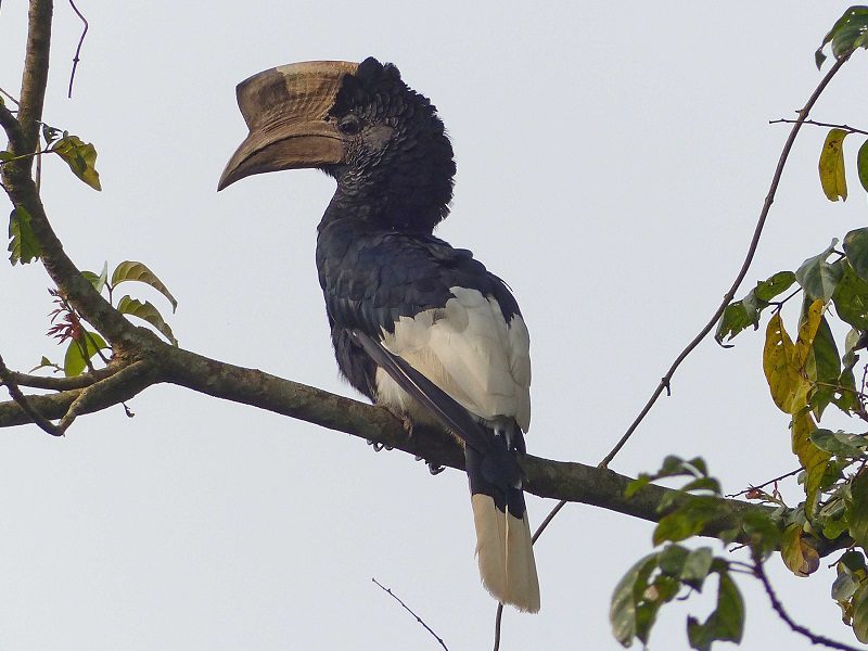 Bird Watching in Nyungwe Forest