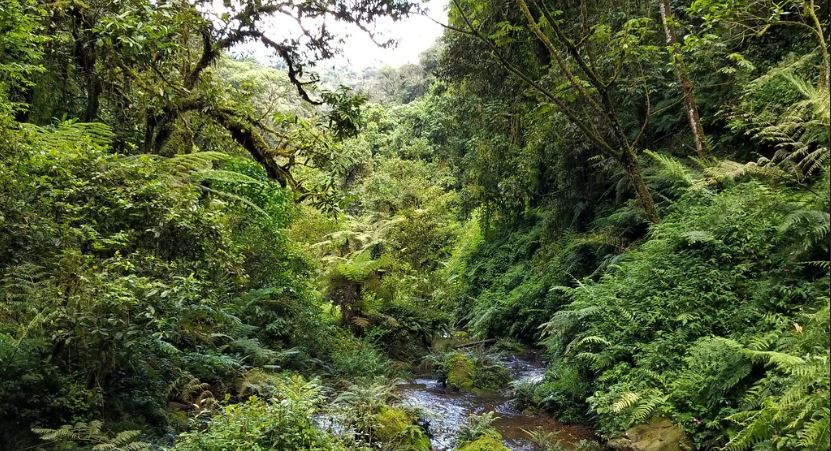 Hiking and Nature Trails in Nyungwe Forest National Park