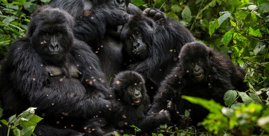 Gorilla Families in DR Congo