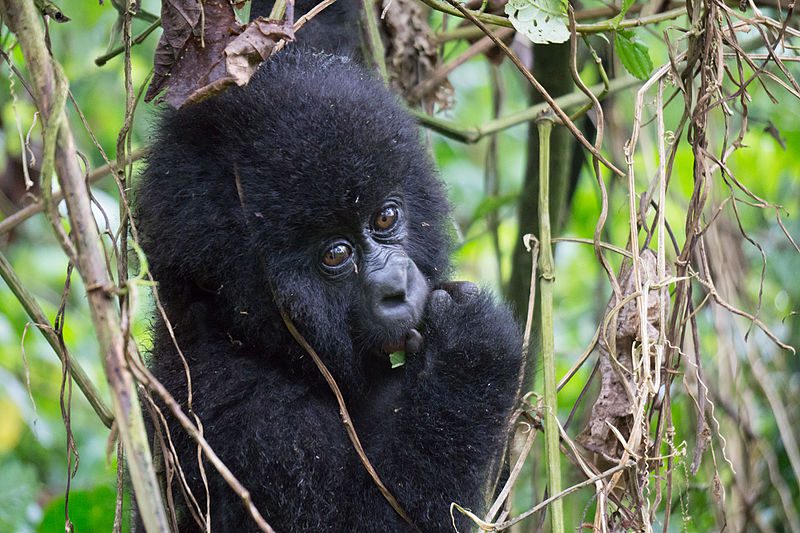 Which Month is Best for Gorilla Trekking in Uganda