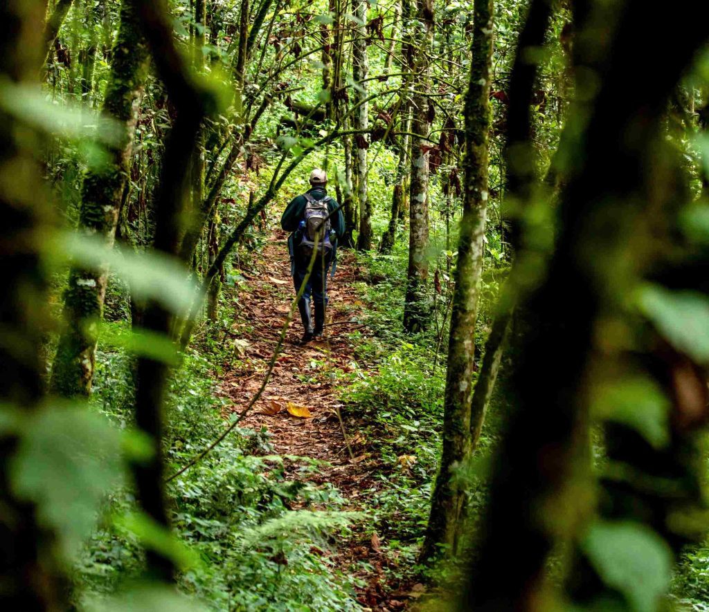 Irebero Trail in Nyungwe Forest