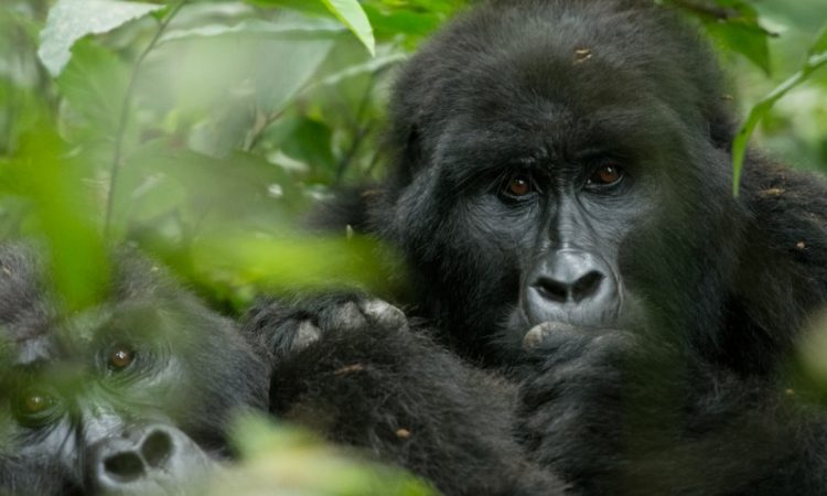 Gorilla-Trekking in Uganda