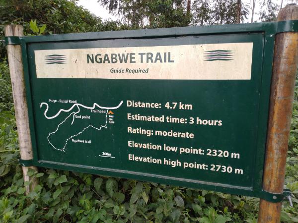 Umuyove trail in Nyungwe Forest