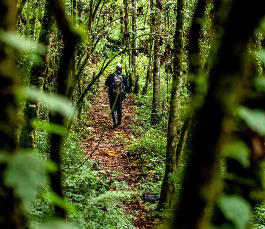 Uwinka Trail in Nyungwe Forest