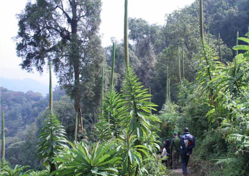 Isumo Trail in Nyungwe Forest National Park