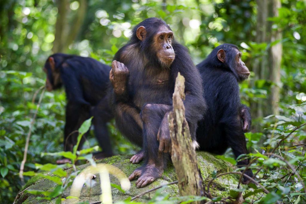 Uganda Chimpanzee Trekking Permits Costs and Prices